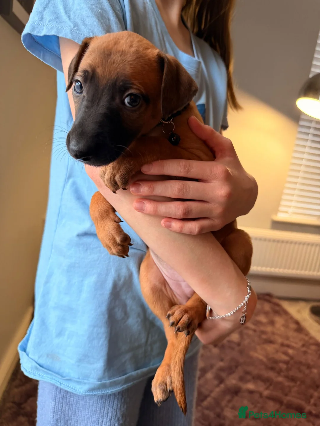 Mixed Breed dogs for sale: All Girls Greyhound/Whippet/Lurcher Cross Puppies! - Advert 22