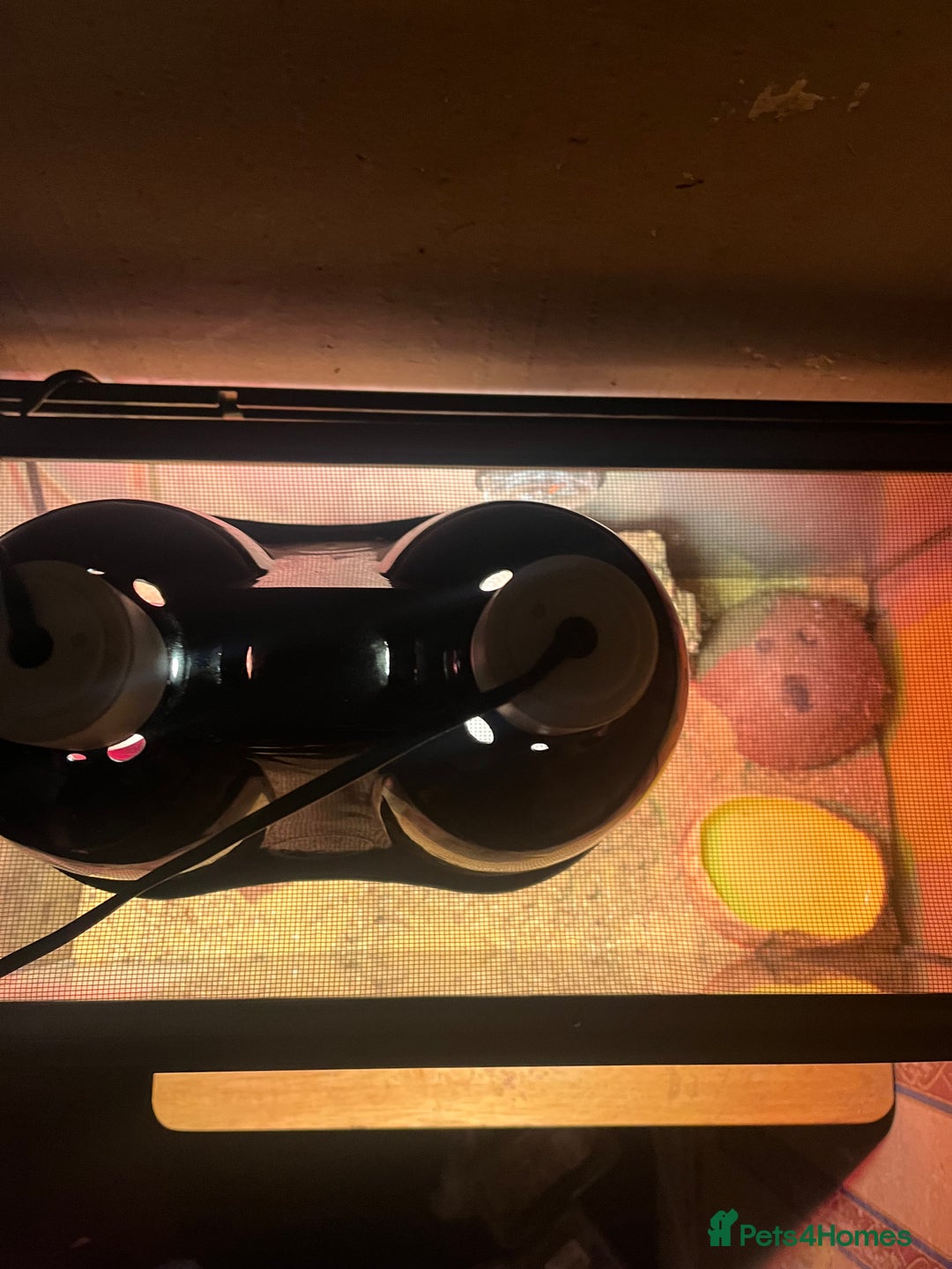 Gecko reptiles for sale: Leopard gecko - Advert 3