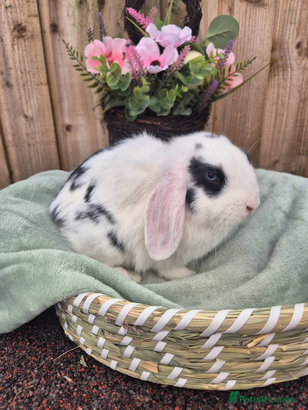 Mini Lop rabbits for sale: ❤️ READY TO LEAVE NOW  💙  - Advert 6