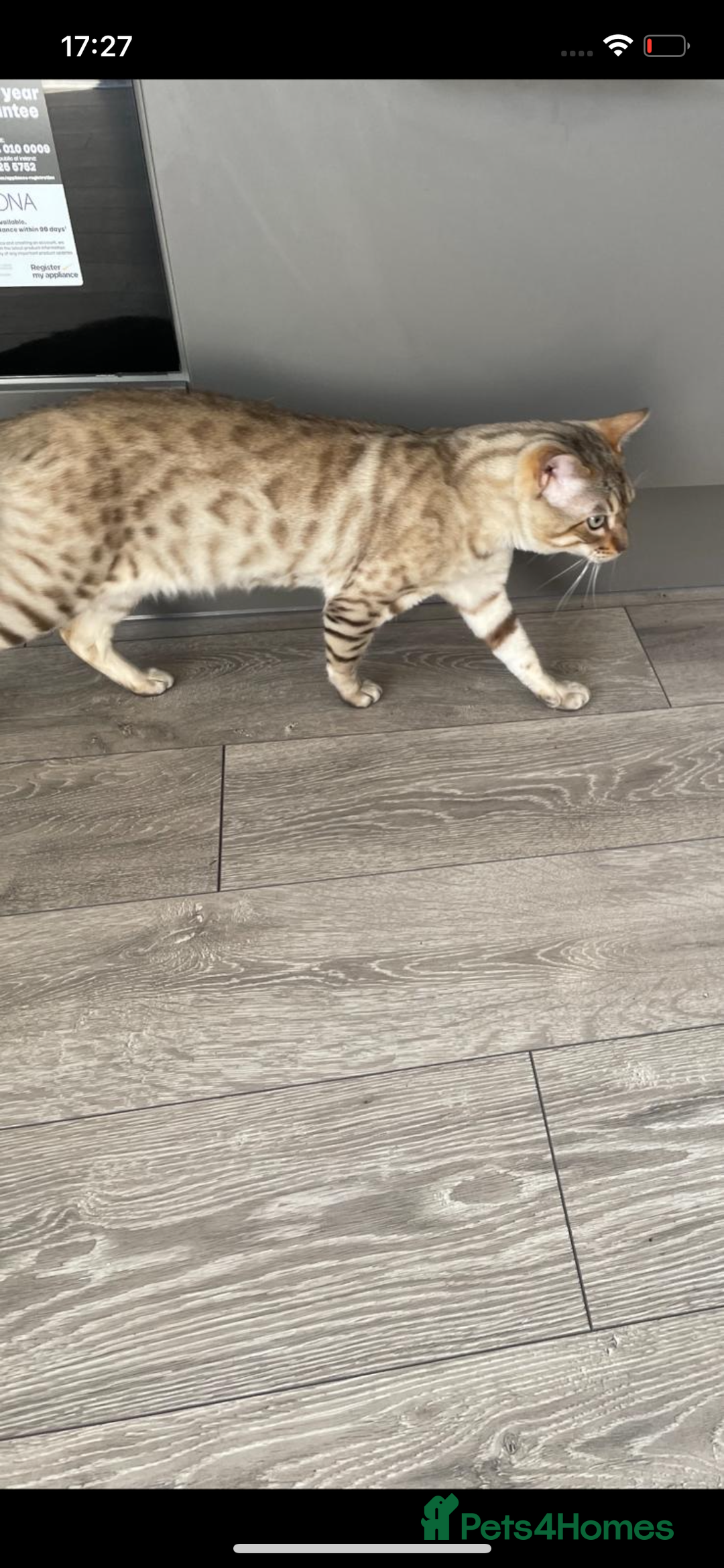 Bengal cats for sale: snow bengal  - Advert 1