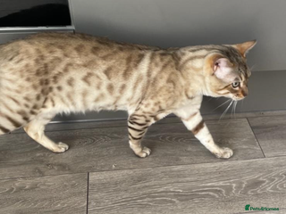 Bengal cats snow bengal - Advert 3