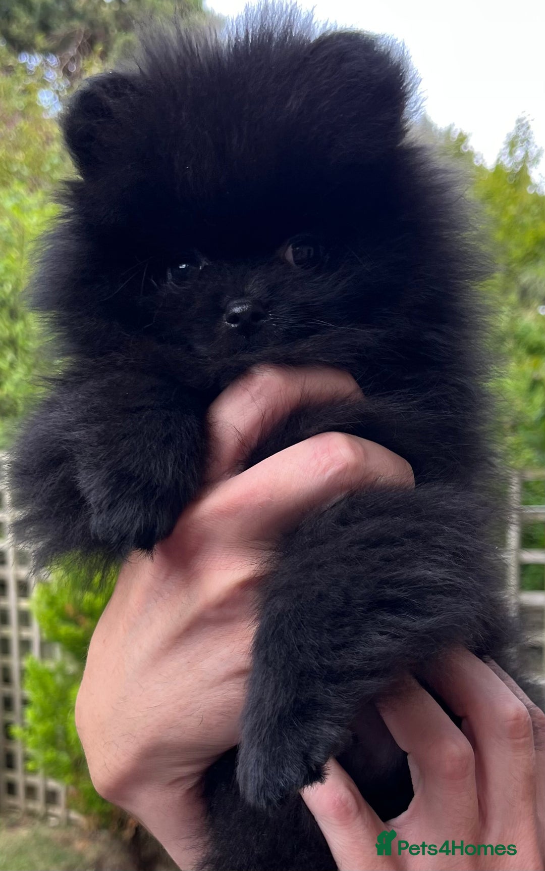 Pomeranian dogs for sale: Adorable Black Pomeranian Readyto Steal Your Heart - Image 4