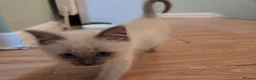 Ragdoll cats for sale: Purebred Ragdoll Kittens, Ready to Go - Advert 26