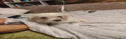 Maltese dogs for sale: New warm home's  in Plymouth - Advert 2