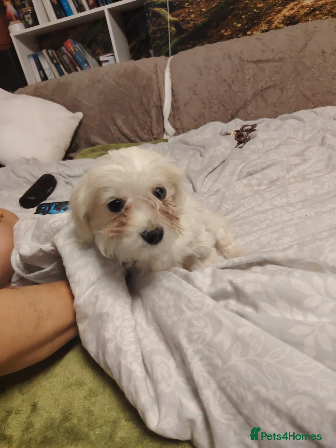 Maltese dogs for sale: New warm home's  in Plymouth - Advert 2