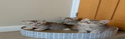 British Shorthair cats for sale: British Shorthair kittens in Derby - Advert 10