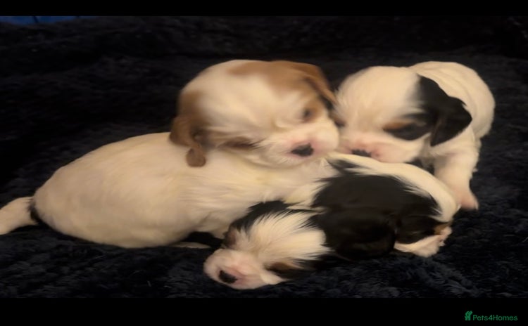 Cavalier King Charles Spaniel dogs - Advert 9