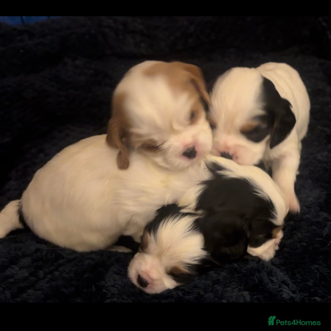 Cavalier King Charles Spaniel dogs for sale: DNA health tested, much loved cavaliers - Image 1