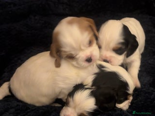 Cavalier King Charles Spaniel dogs - Advert 3