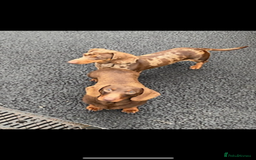 Dachshund dogs for sale: Miniature smooth coat dachshunds  - Image 3
