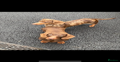 Dachshund dogs - Advert 11