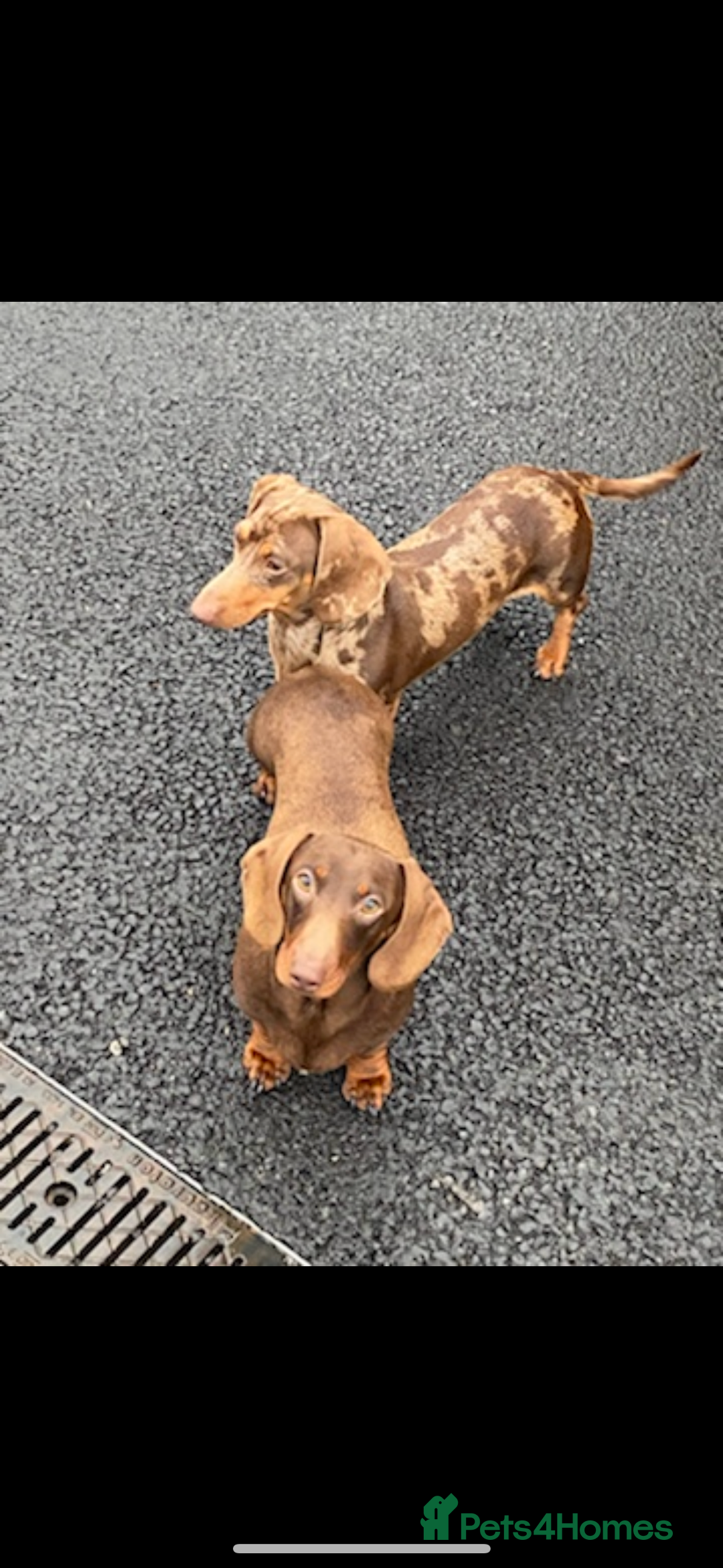 Dachshund dogs for sale: Miniature smooth coat dachshunds  - Image 3