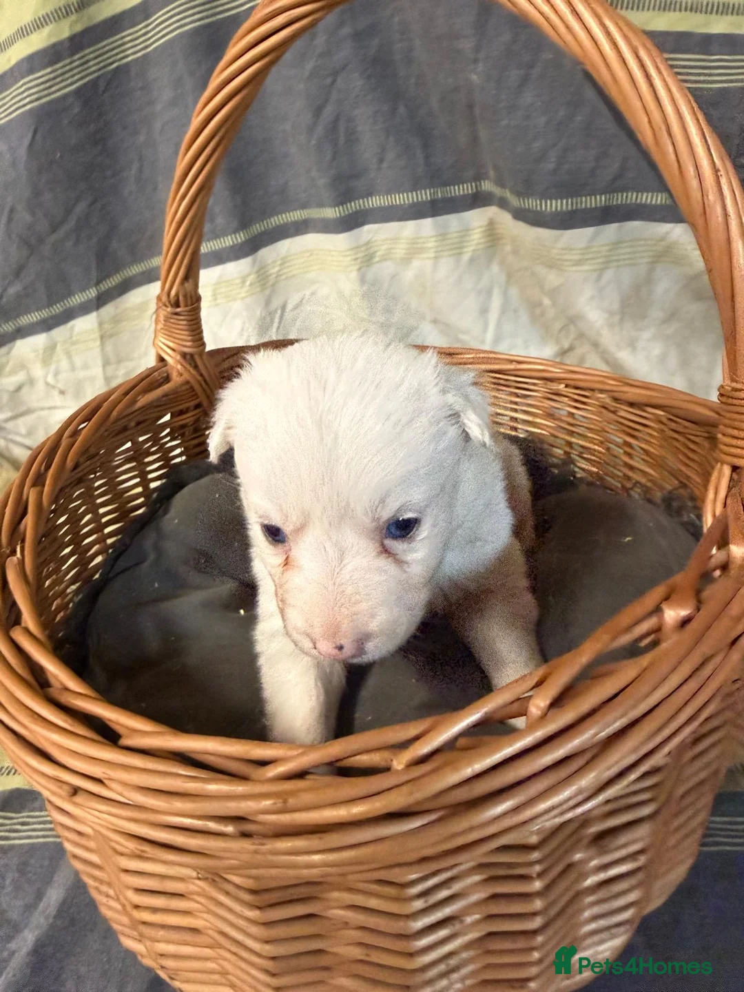 Border Collie dogs for sale: Red Merle and red- black and white border collies - Advert 7