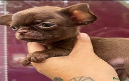 Chihuahua dogs for sale: *READY NOW* SOLID CHOCOLATE BOY - Image 2