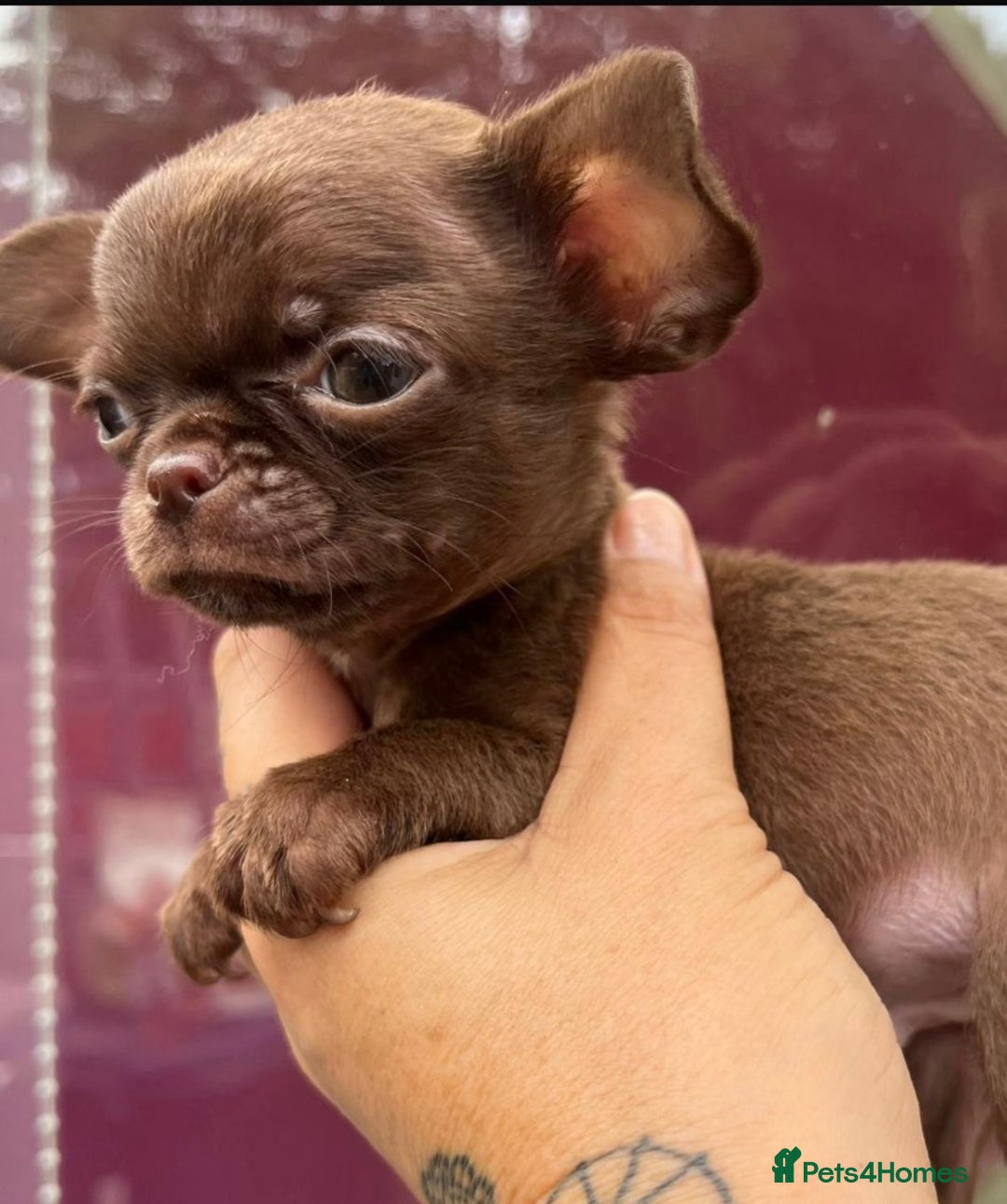 Chihuahua dogs for sale: *READY NOW* SOLID CHOCOLATE BOY - Image 2