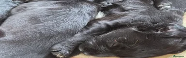Springador 5