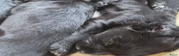 Springador dogs for sale: Beautiful springadors for sale - Advert 2