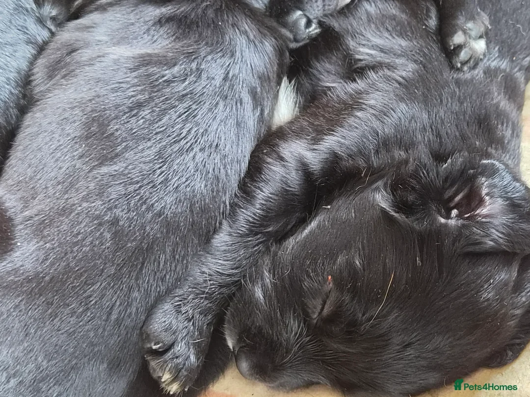 Springador dogs for sale: Beautiful springadors for sale - Advert 2