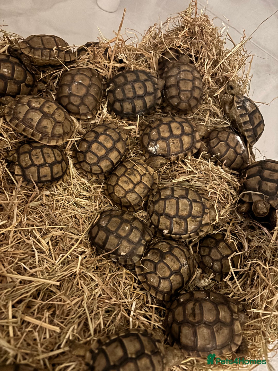 Tortoise reptiles for sale: Tortoise - Image 4