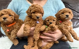 Toy Poodle dogs for sale: Gorgeous Fox Red Toy Poodle Females😍 - Image 5