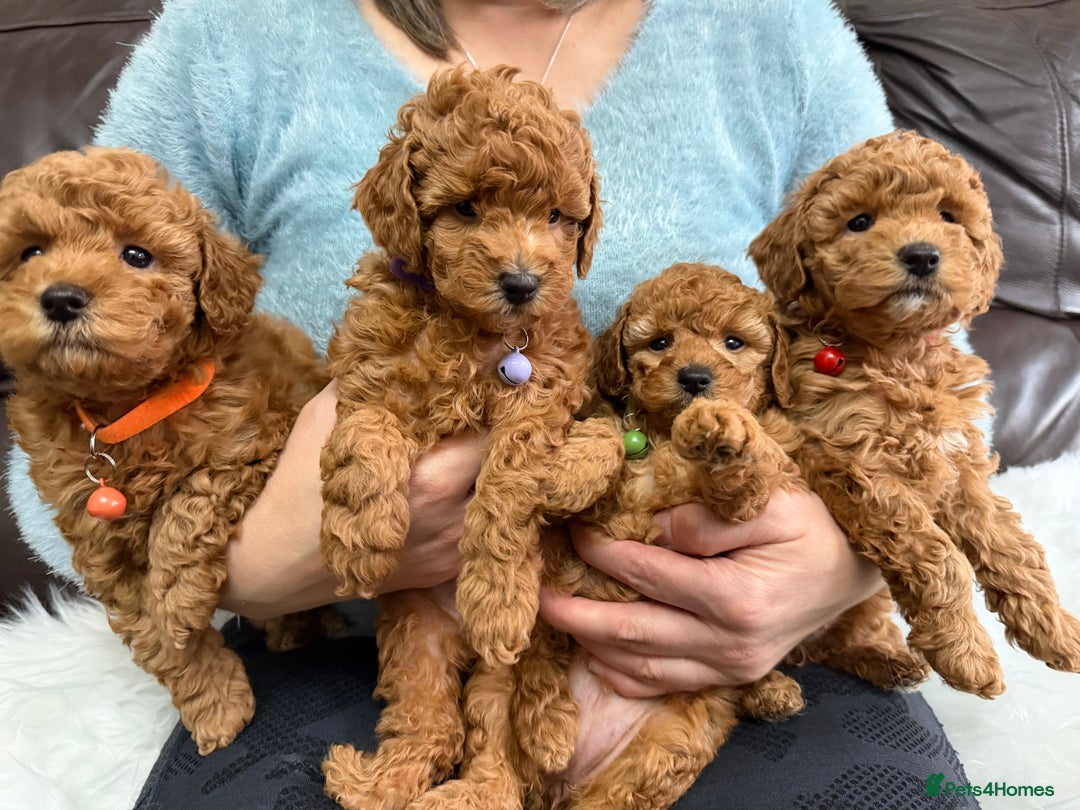 Toy Poodle dogs for sale: Gorgeous Fox Red Toy Poodle Females😍 - Image 5