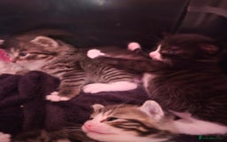 Mixed Breed cats for sale: Gorgeous Tabby x Tuxedo male kitten  - Image 6