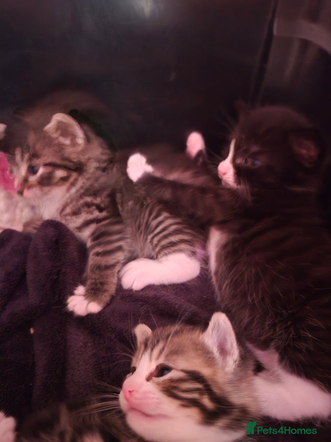 Mixed Breed cats for sale: Gorgeous Tabby x Tuxedo male kitten  - Image 6