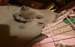 British Shorthair cats for sale: Little british shorthair kittens  - Image 23