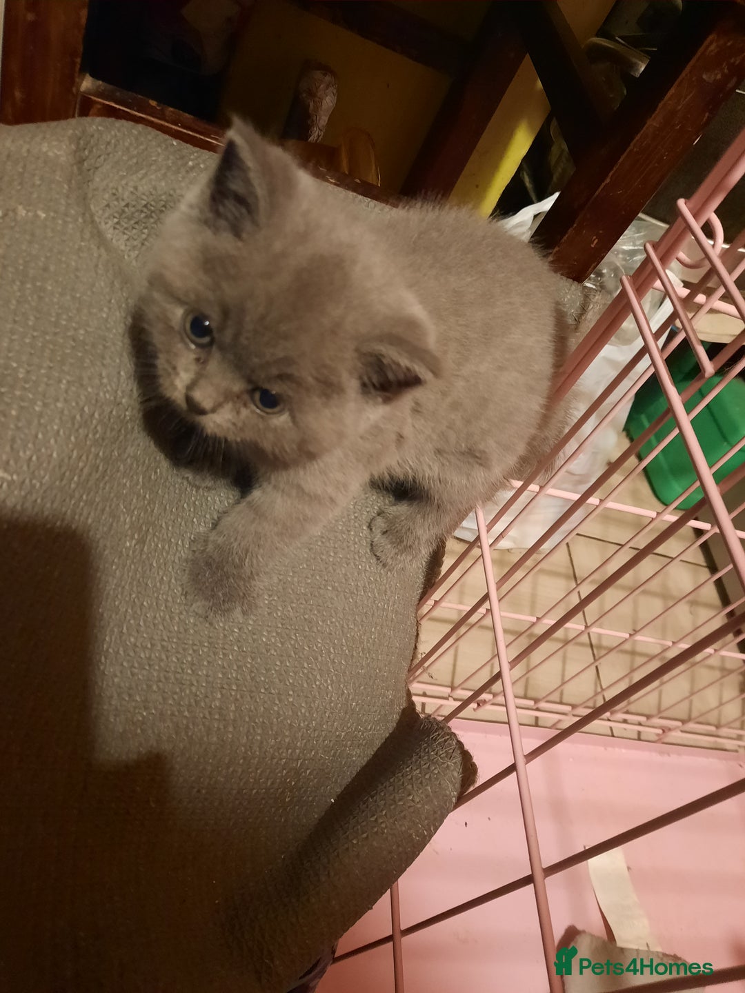 British Shorthair cats for sale: Little british shorthair kittens  - Image 23