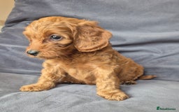 Cockapoo dogs for sale: F1b Cockapoo - ready this weekend - Image 17