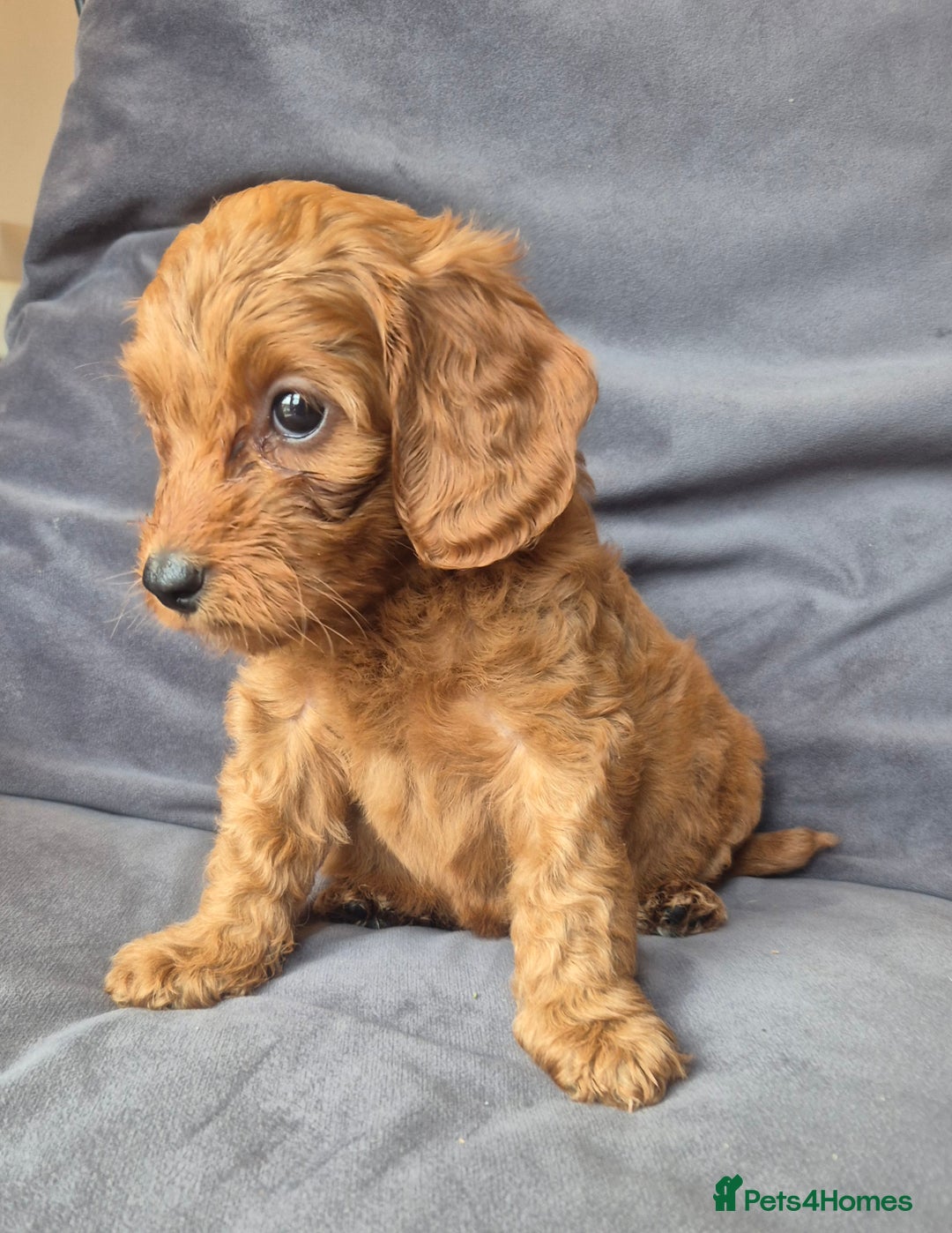 Cockapoo dogs for sale: F1b Cockapoo - ready this weekend - Image 17
