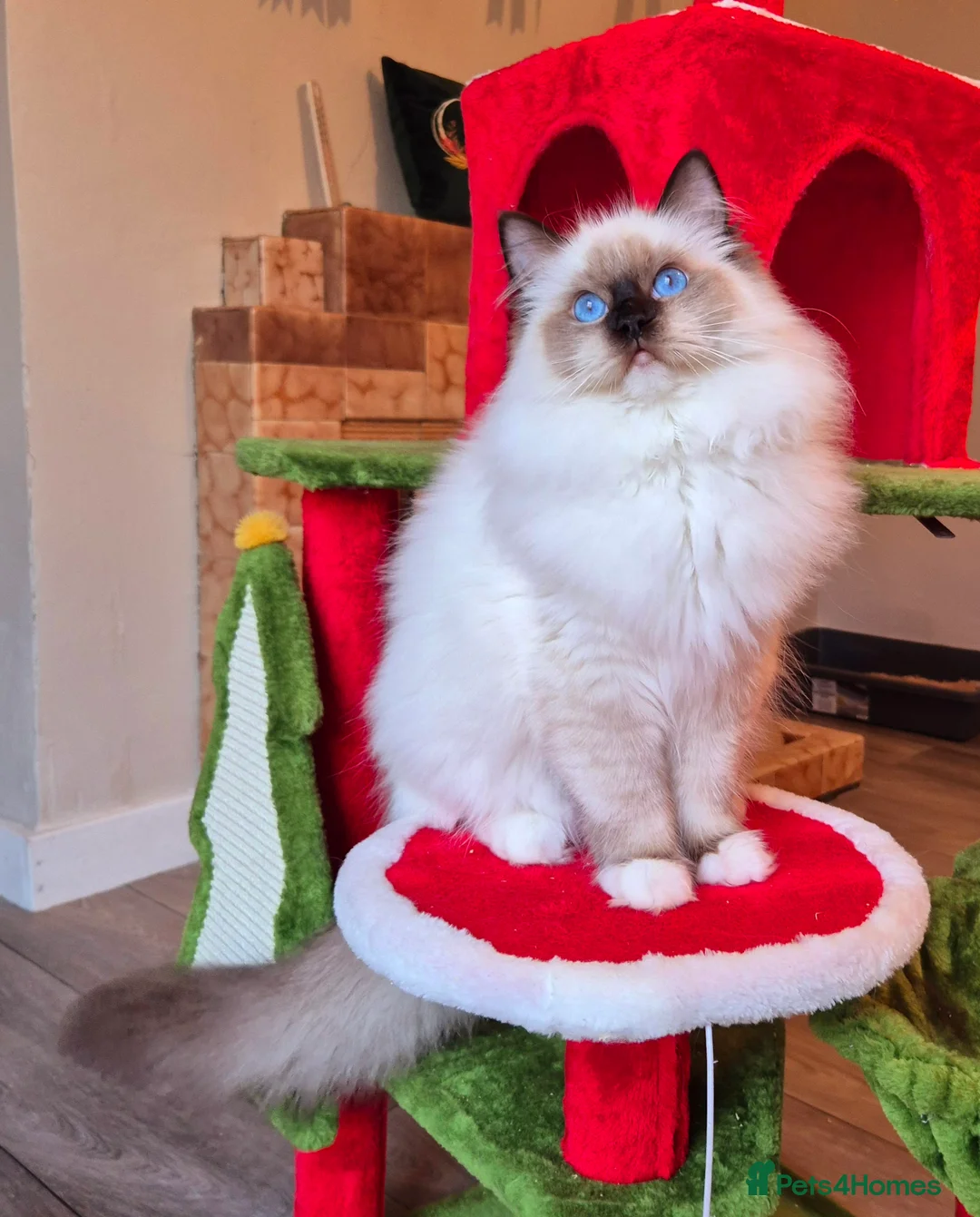 Ragdoll cats for sale: Ragdoll male kitten gccf active - Advert 9