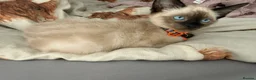 Ragdoll cats for sale: Mixed Seal Point Ragdoll Kittens Male & Female - Advert 1