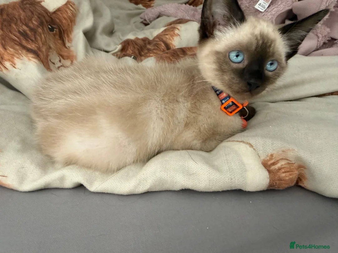 Ragdoll cats for sale: Mixed Seal Point Ragdoll Kittens Male & Female - Advert 1