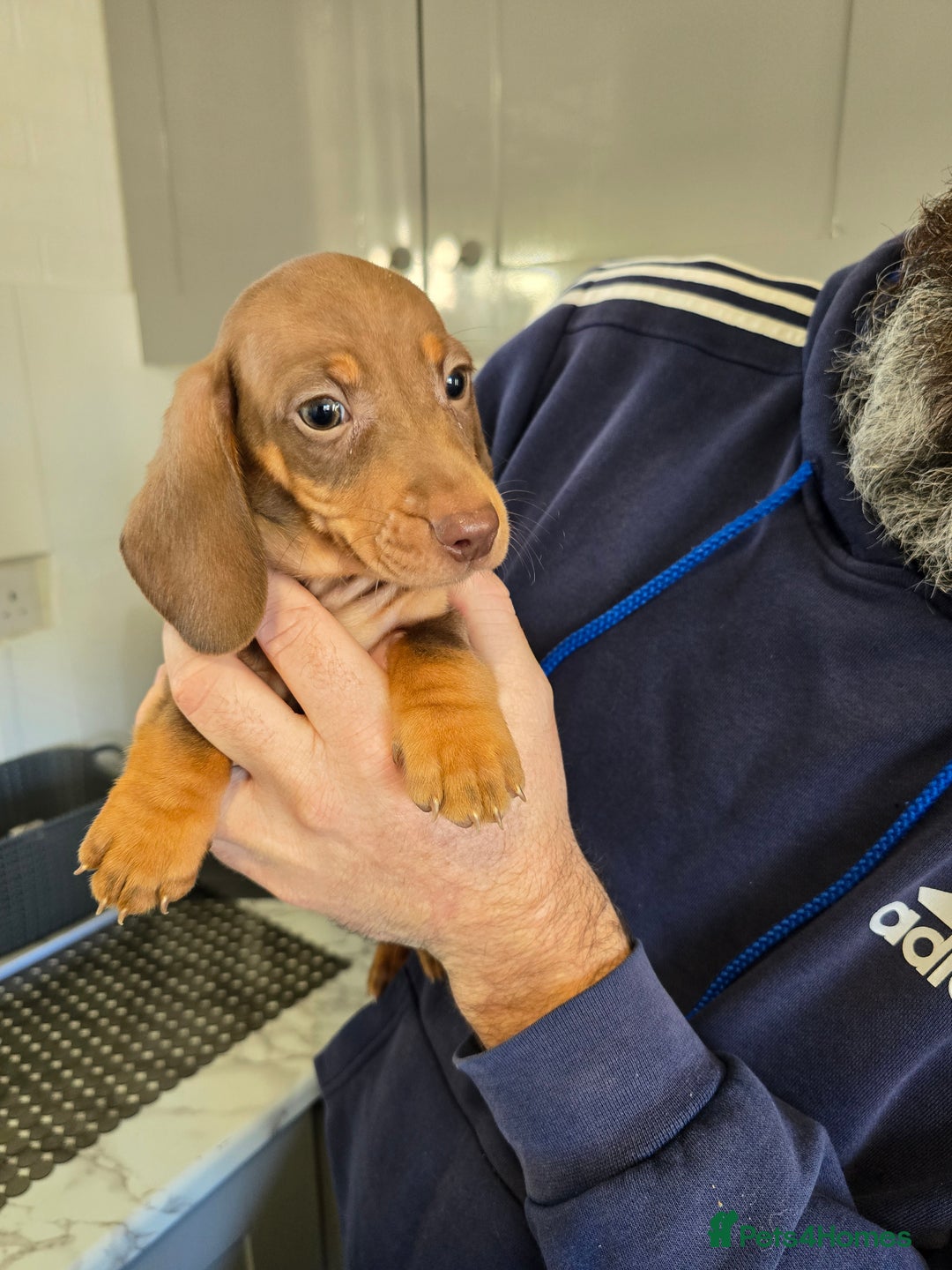 Dachshund dogs for sale: 4 beautiful dachshund boy puppies  - Advert 9