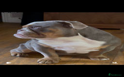 English Bull Terrier dogs for sale: 10 Month Old Tri Colour English Bulldog  - Image 2