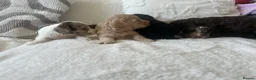 Cockapoo dogs for sale: ✨Beautiful toy cockapoo ✨ in Wrexham - Advert 9