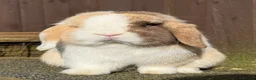 Mini Lop rabbits for sale: Chocolate Harli extreme blue eyed  - Advert 8