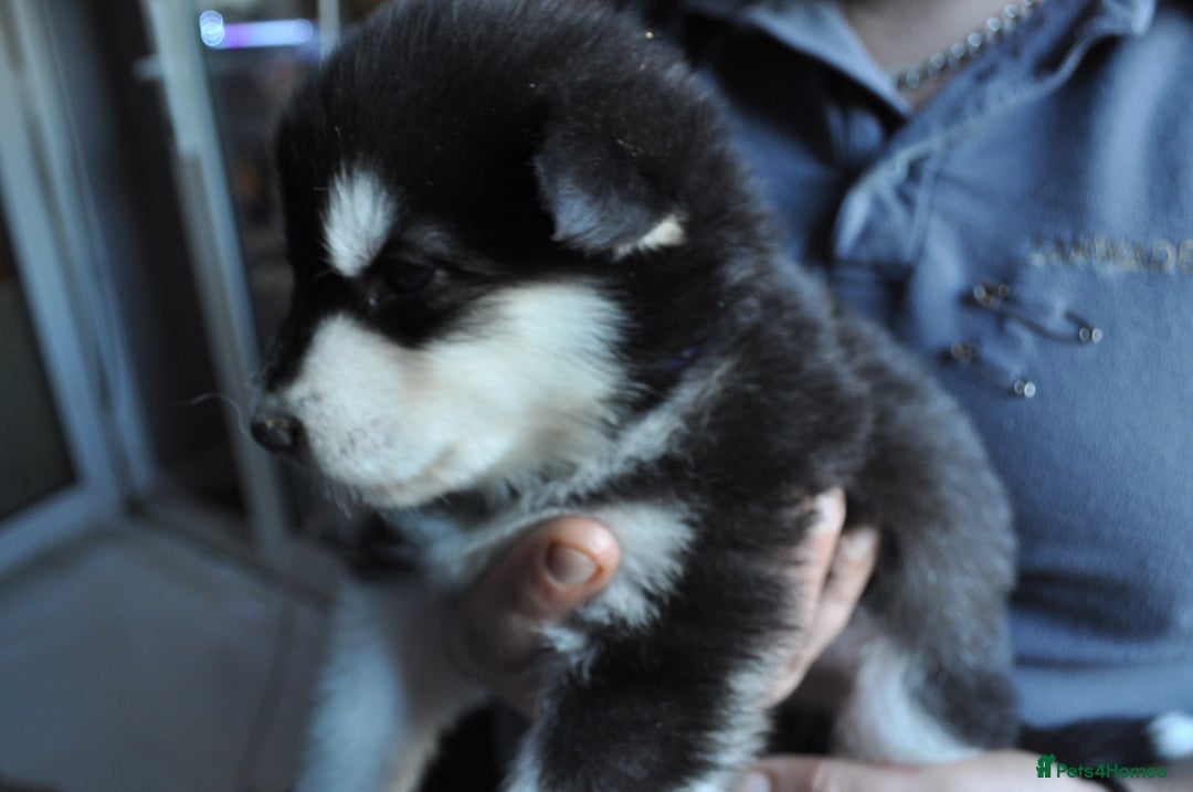 Alaskan Malamute dogs for sale: Alaskan Malamute Puppies - Advert 13