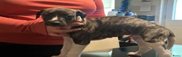 Whippet dogs for sale: whippet pups in Tredegar - Advert 19