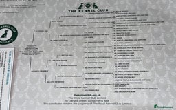 French Bulldog dogs for sale: French bulldog  - Image 12