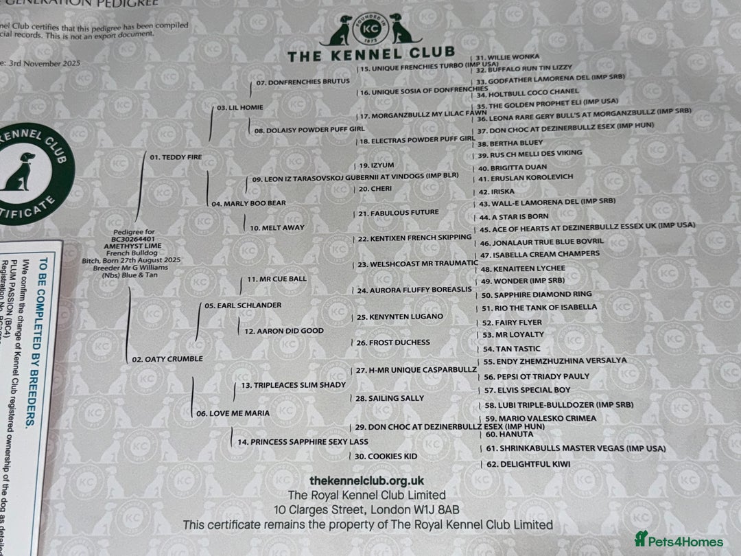 French Bulldog dogs for sale: French bulldog  - Image 12