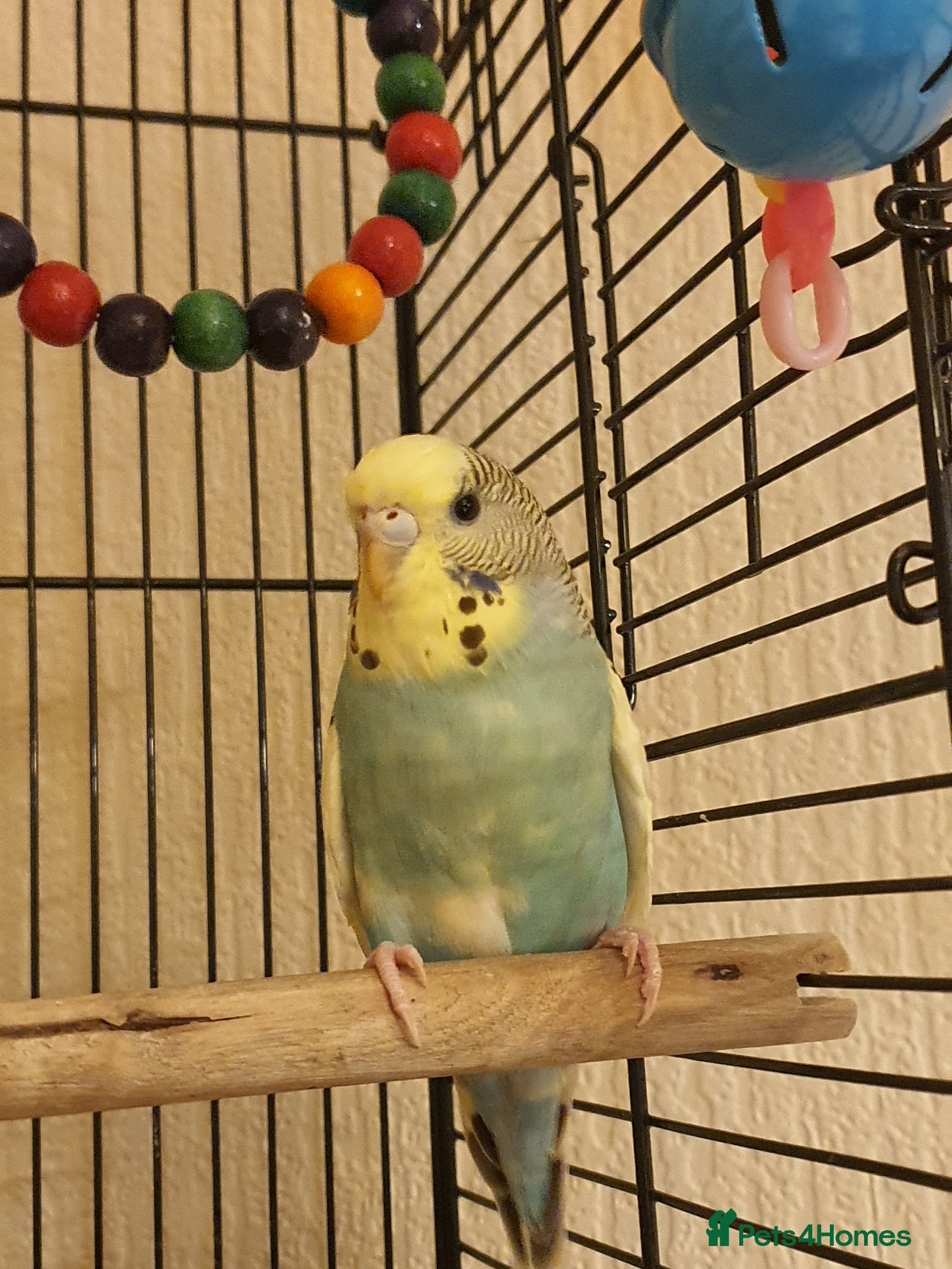 Lovebirds birds Young Budgies - Advert 2