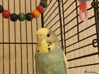 Lovebirds birds Young Budgies - Advert 2