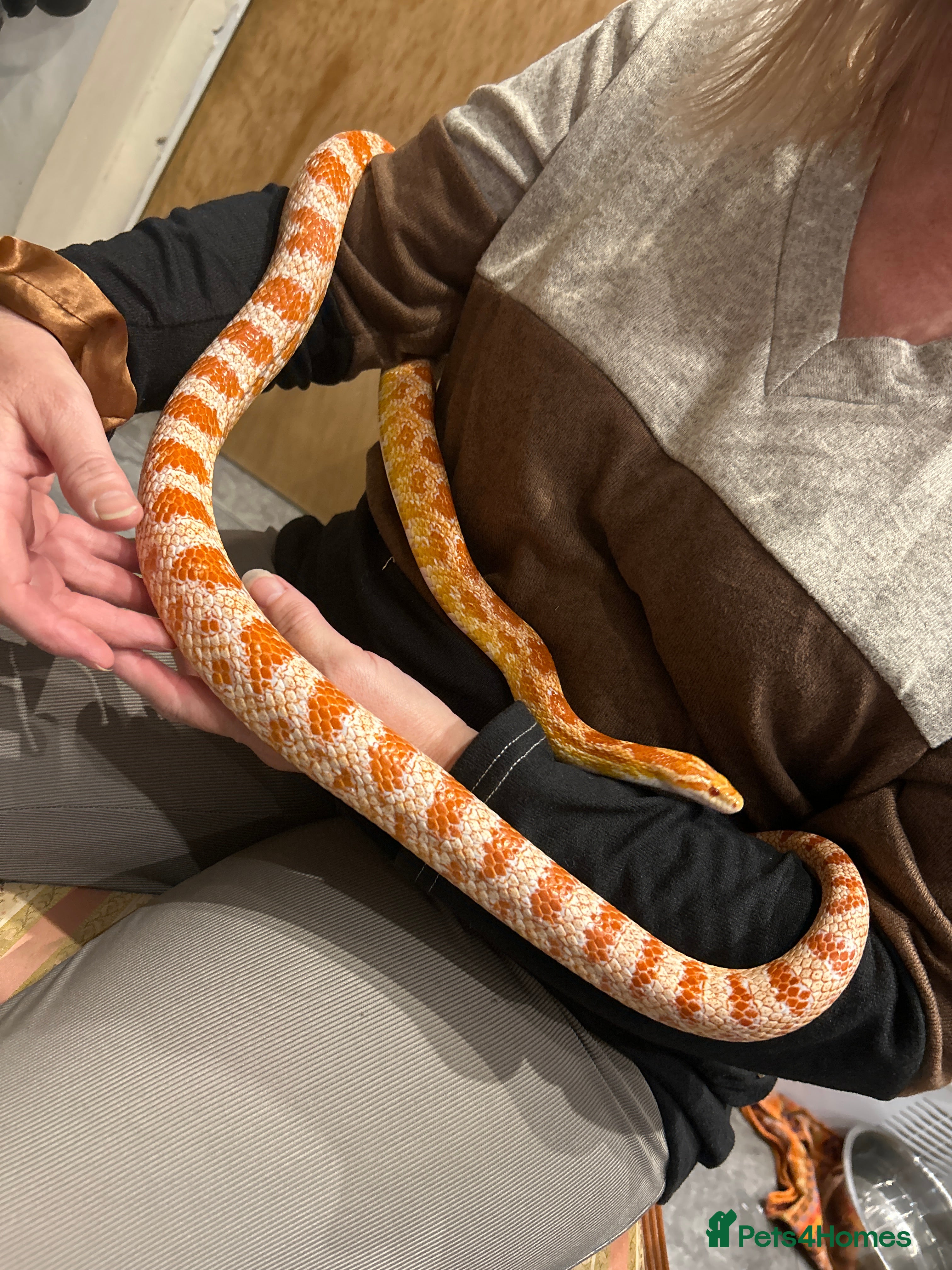 Corn Snake reptiles Corn snake  - Advert 11