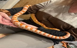 Corn Snake reptiles for sale: Corn snake  - Image 1