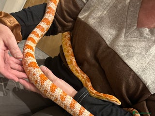 Corn Snake reptiles - Advert 3