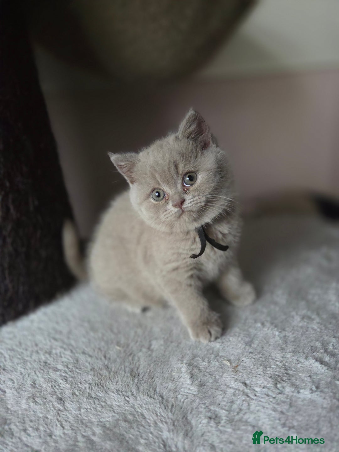British Shorthair cats for sale: Gccf registered British shorthair kittens Lilac  - Image 5