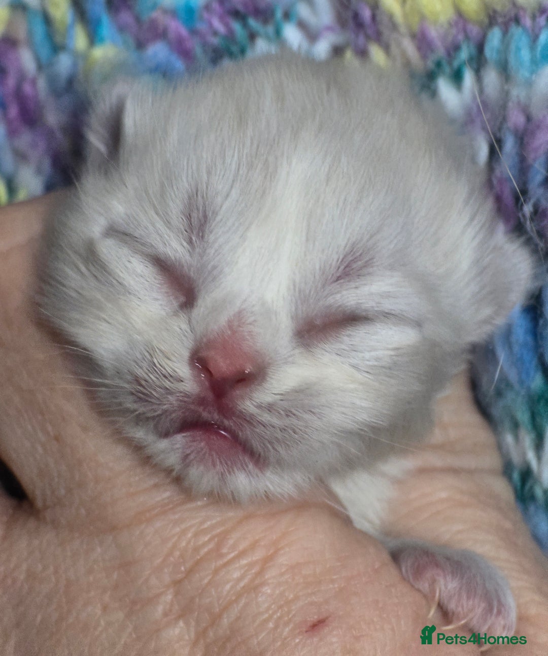 British Shorthair cats for sale: ONE GIRL LEFT TICA REGISTERED BRITISH SHORTHAIR - Advert 6