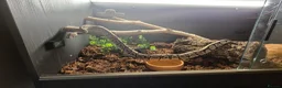 Python Snake reptiles for sale: Beautiful ball phyton 18 months old  in Coalville - Advert 6